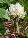 Trifolium repens