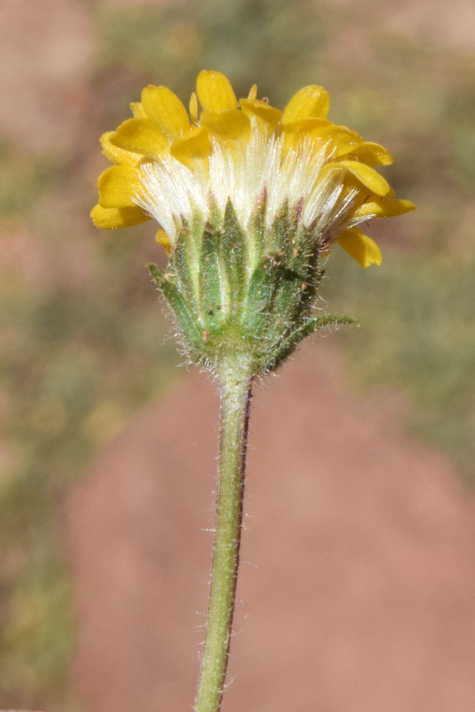 Image of Erigeron cabulicus specimen.