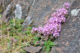 Thymus подвид britannicus