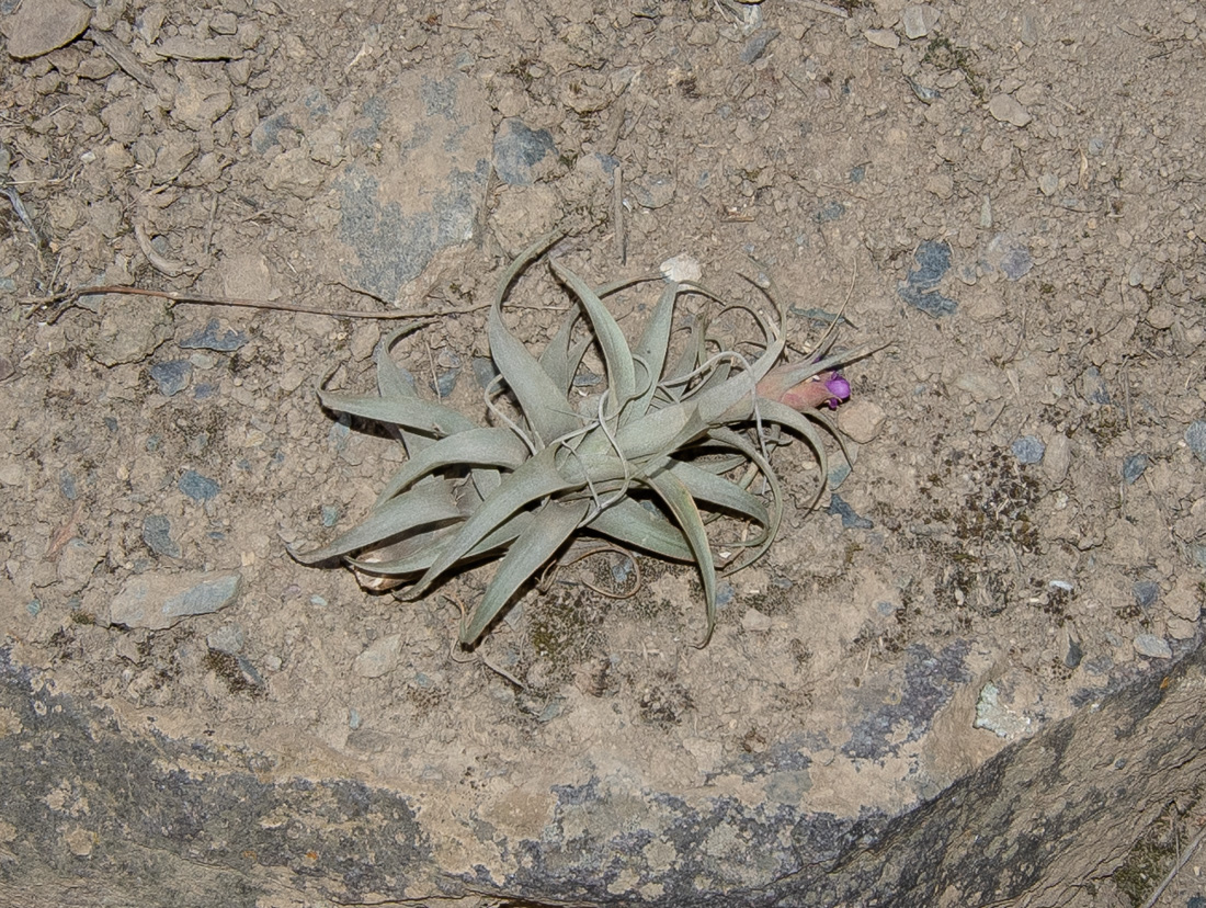 Image of genus Tillandsia specimen.