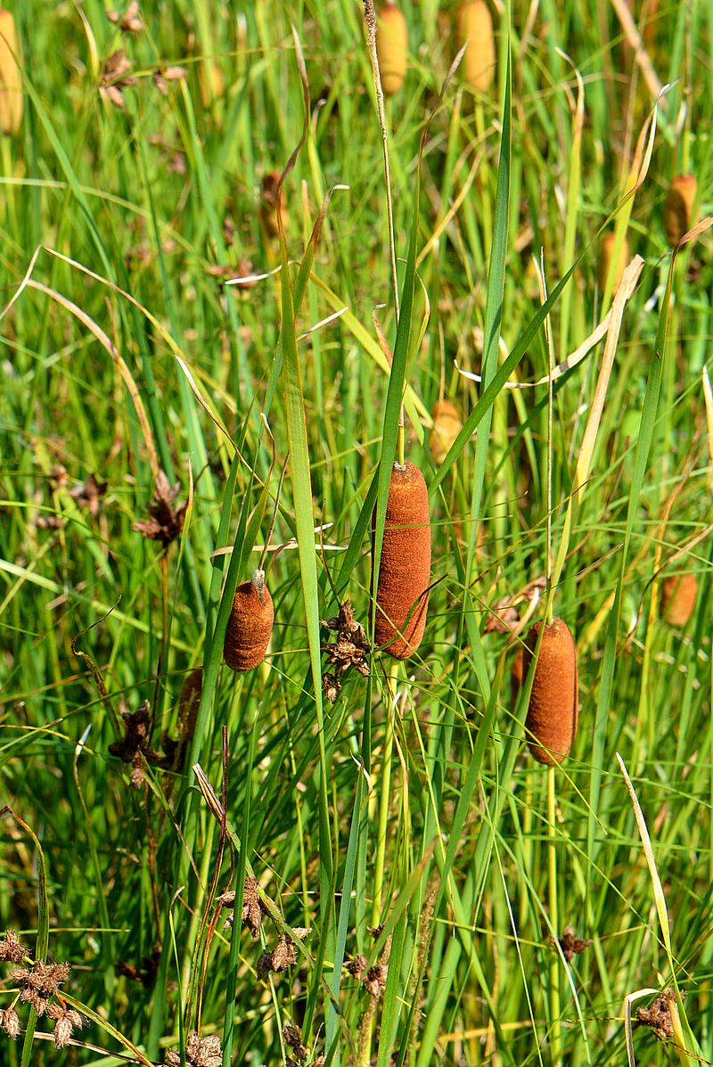 Изображение особи Typha laxmannii.