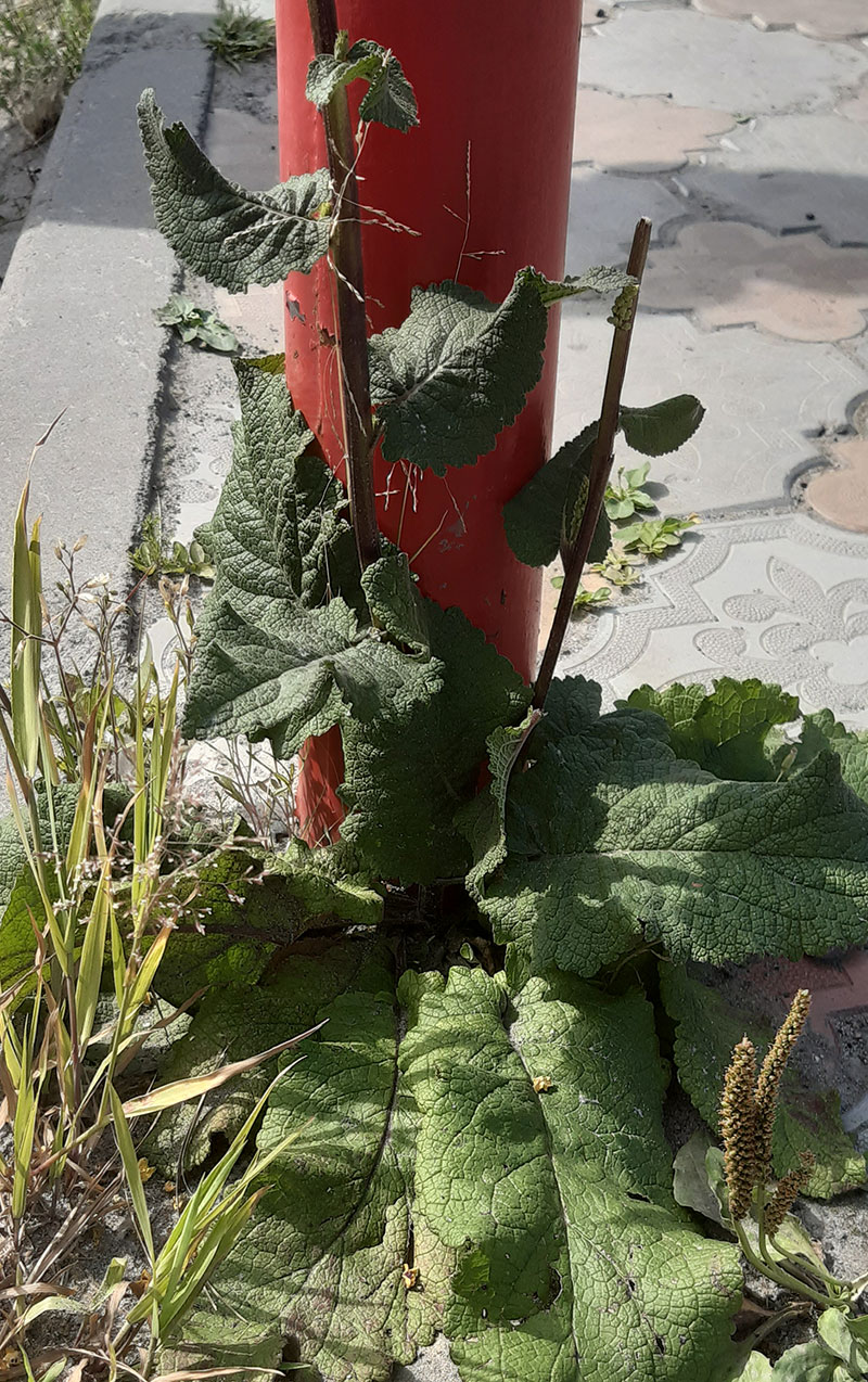 Изображение особи Verbascum nigrum.