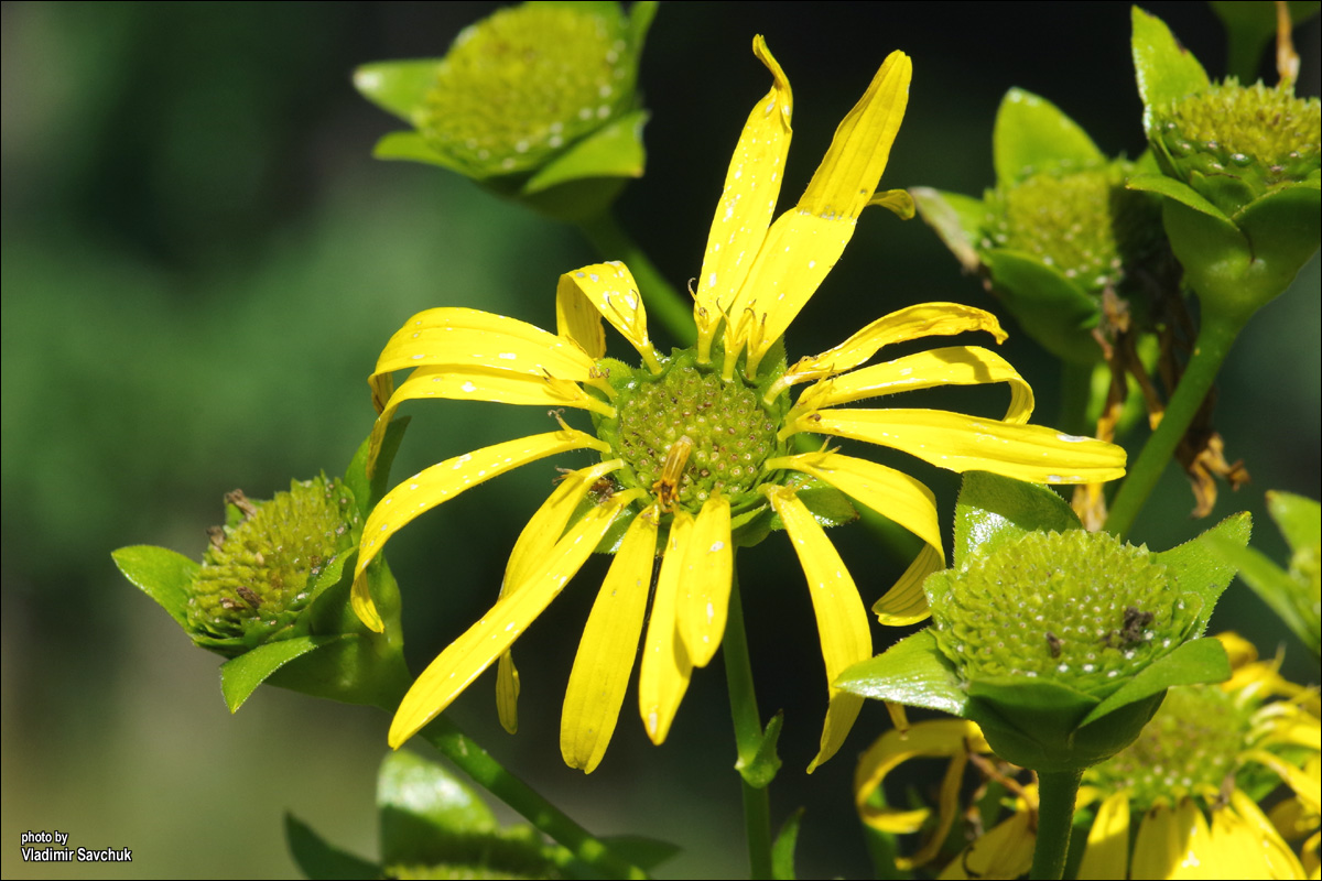 Image of Silphium perfoliatum specimen.