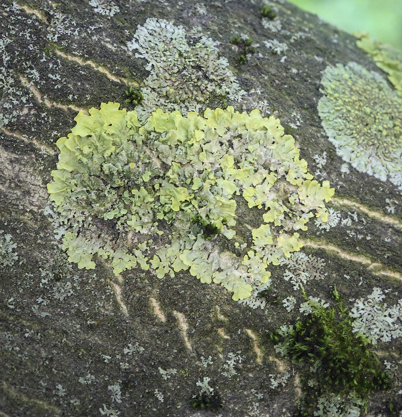 Изображение особи Xanthoria parietina.