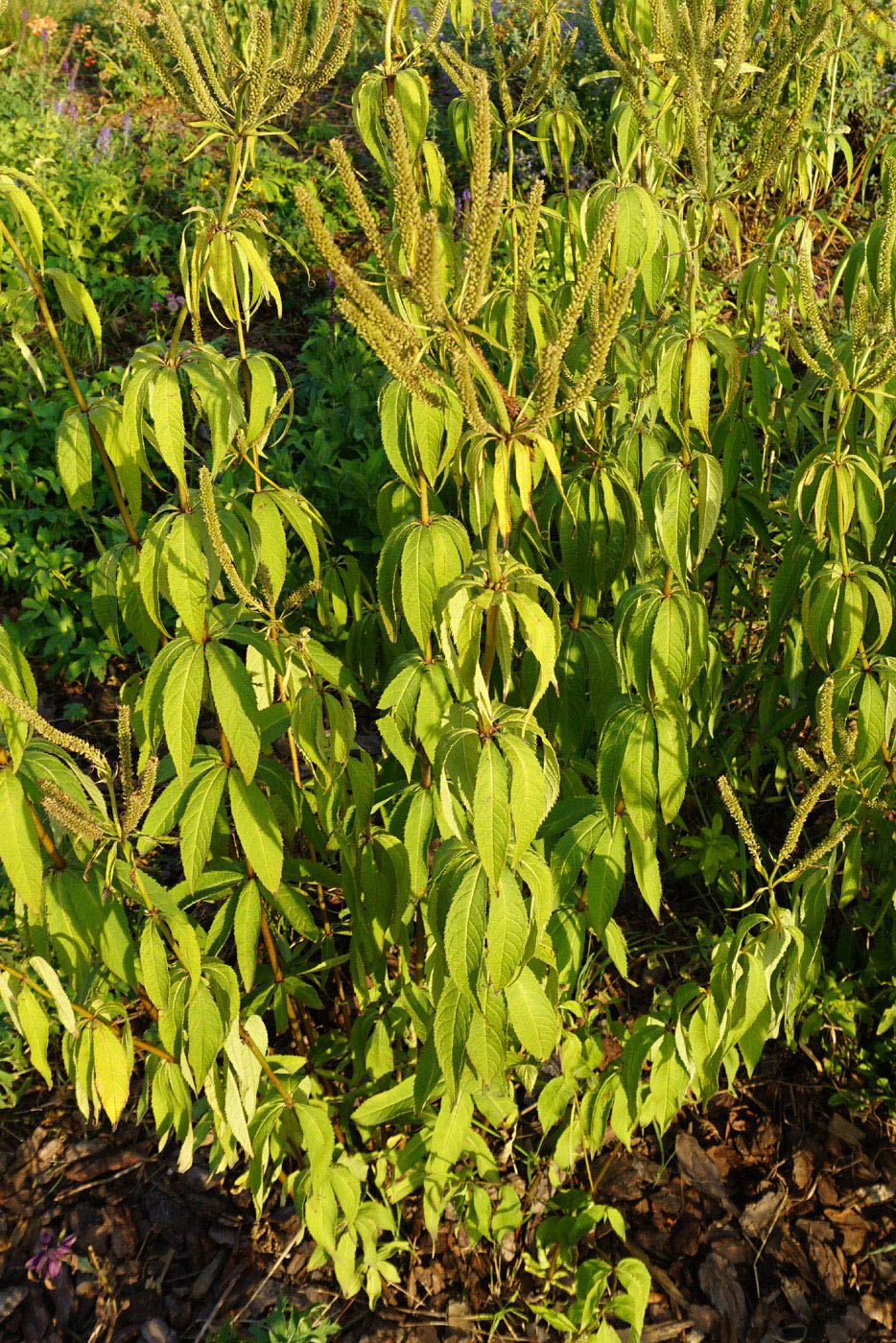 Изображение особи род Veronicastrum.