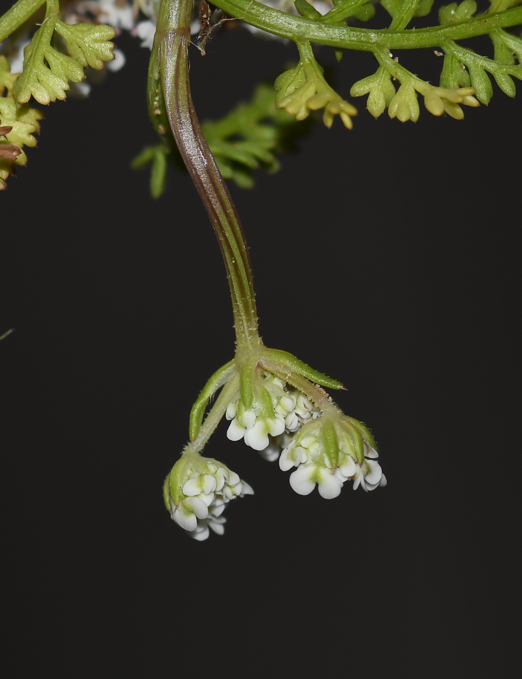 Image of Pseudorlaya pumila specimen.