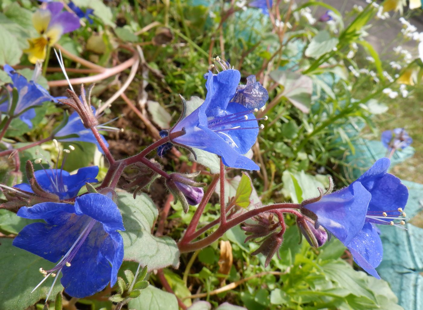 Изображение особи Phacelia campanularia.