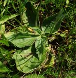 Plantago media