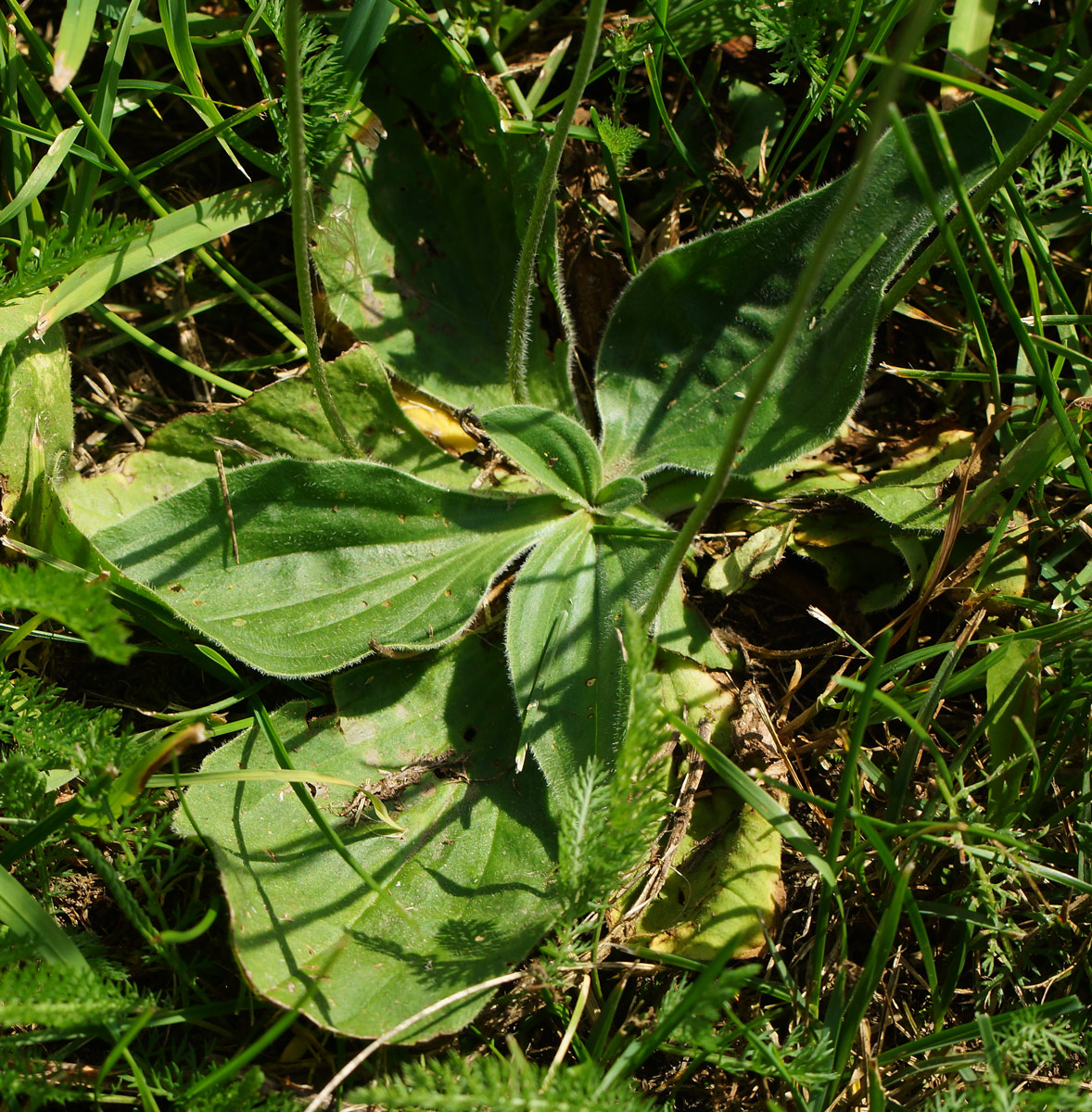 Image of Plantago media specimen.