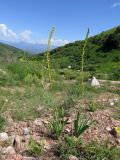 Eremurus turkestanicus. Цветущие растения на пологом щебнистом участке. Узбекистан, Ташкентская обл., западные отроги Чаткальского хребта, Большой Чимган, урочище Аксай, ≈ 1800 м н.у.м. 05.06.2019.