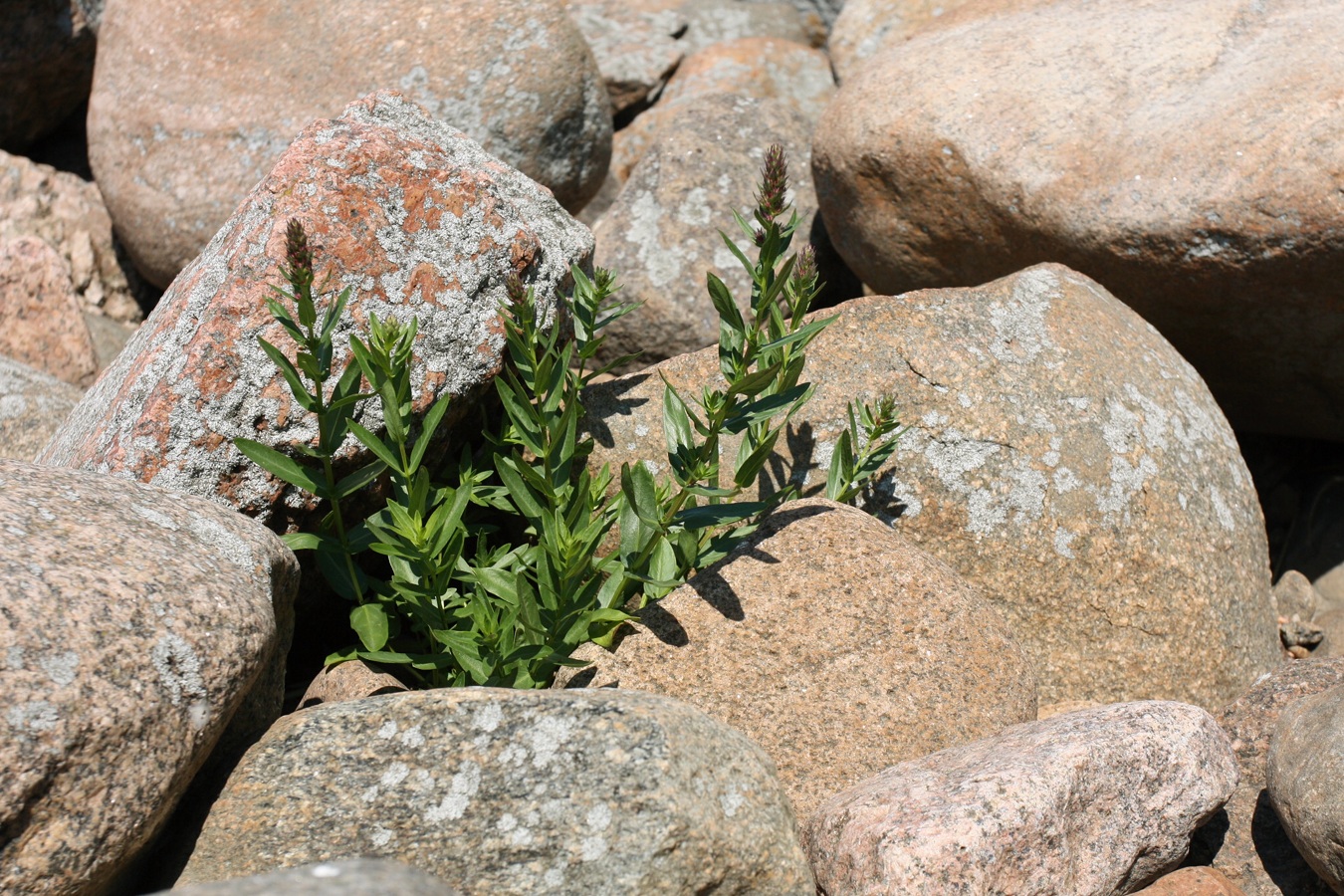 Image of Lythrum intermedium specimen.