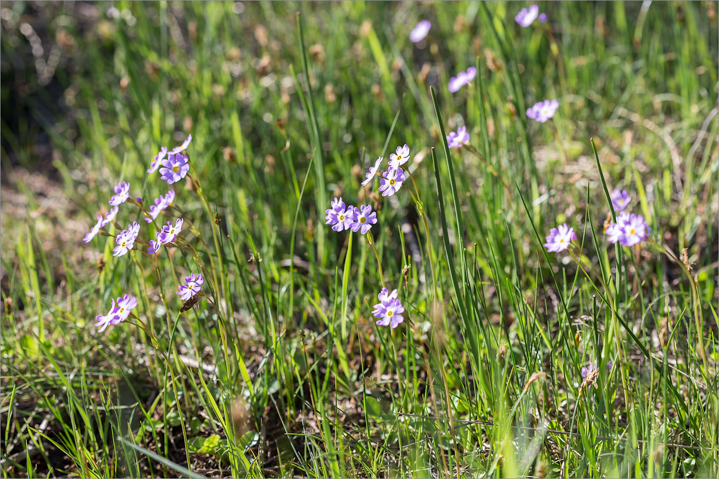 Image of Primula finmarchica specimen.