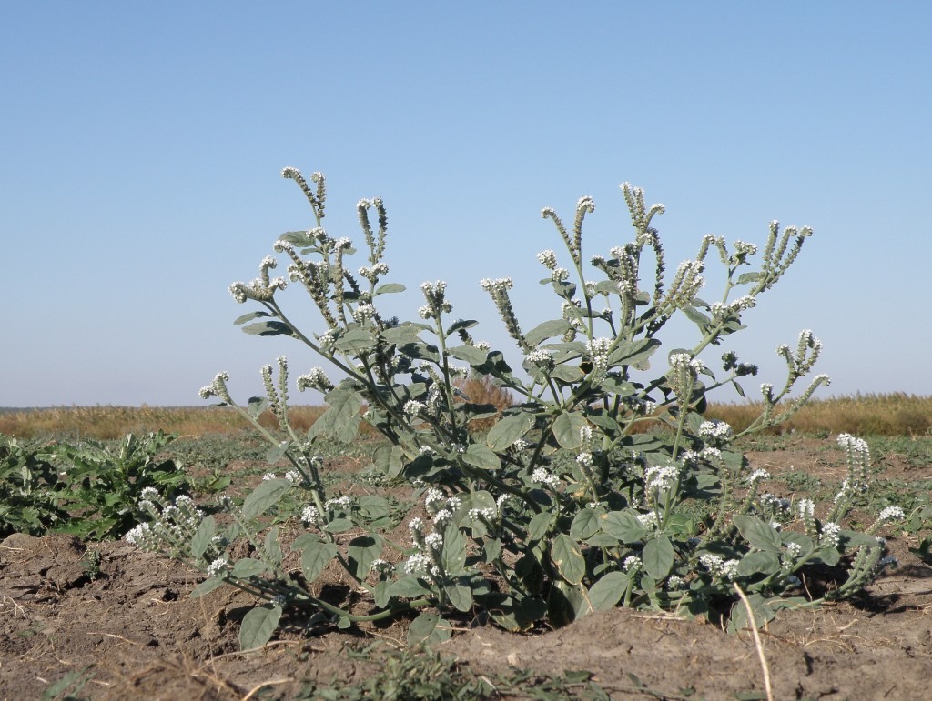 Изображение особи Heliotropium ellipticum.