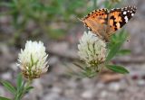 Trifolium apertum. Соцветия с кормящейся бабочкой. Краснодарский край, Крымский р-н, окр. хут. Новоукраинский, зарастающая техногенная площадка. 03.06.2019.