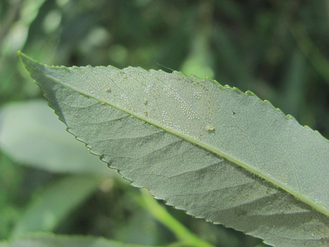 Image of Salix triandra specimen.