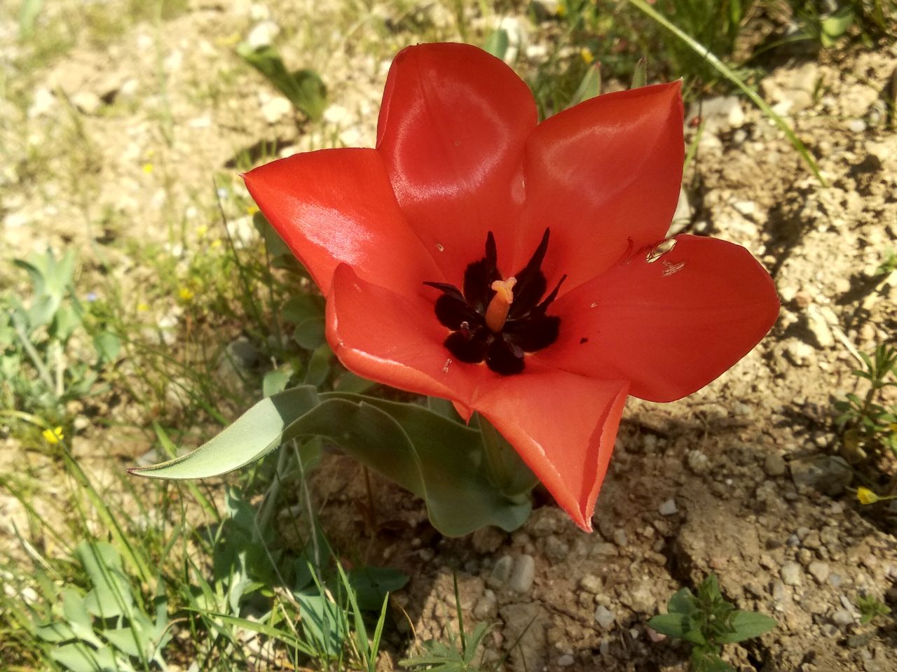 Изображение особи Tulipa ingens.