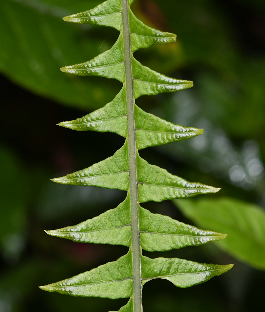 Изображение особи семейство Polypodiaceae.