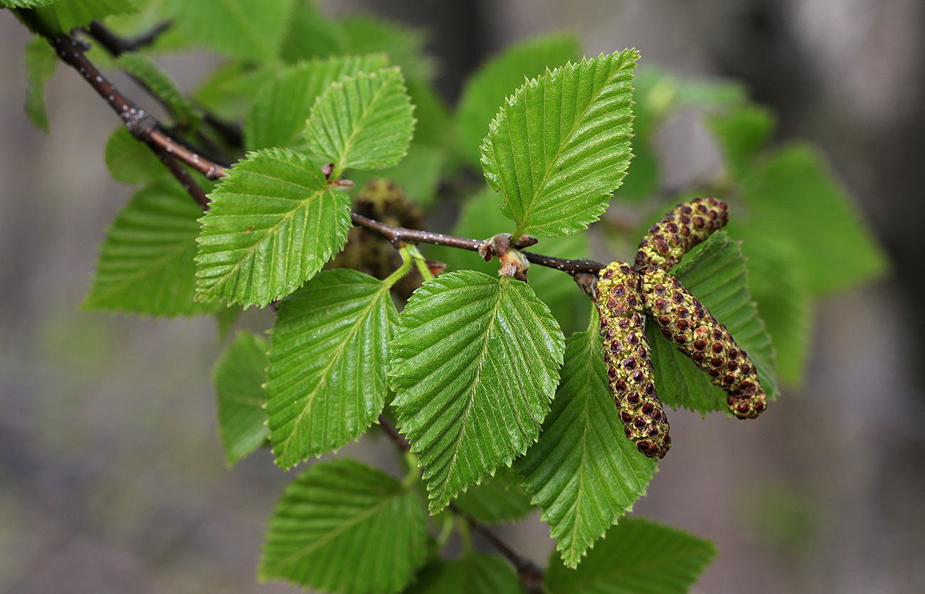 Изображение особи Betula lanata.