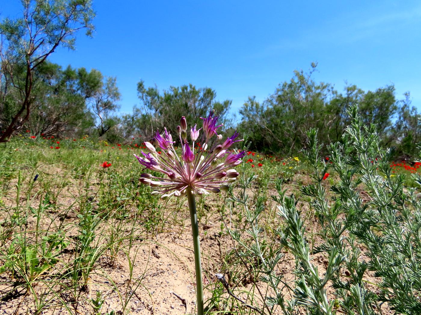 Изображение особи Allium caspium.