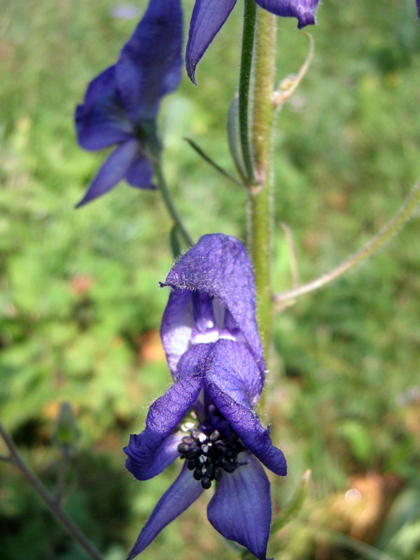 Изображение особи Aconitum soongaricum.