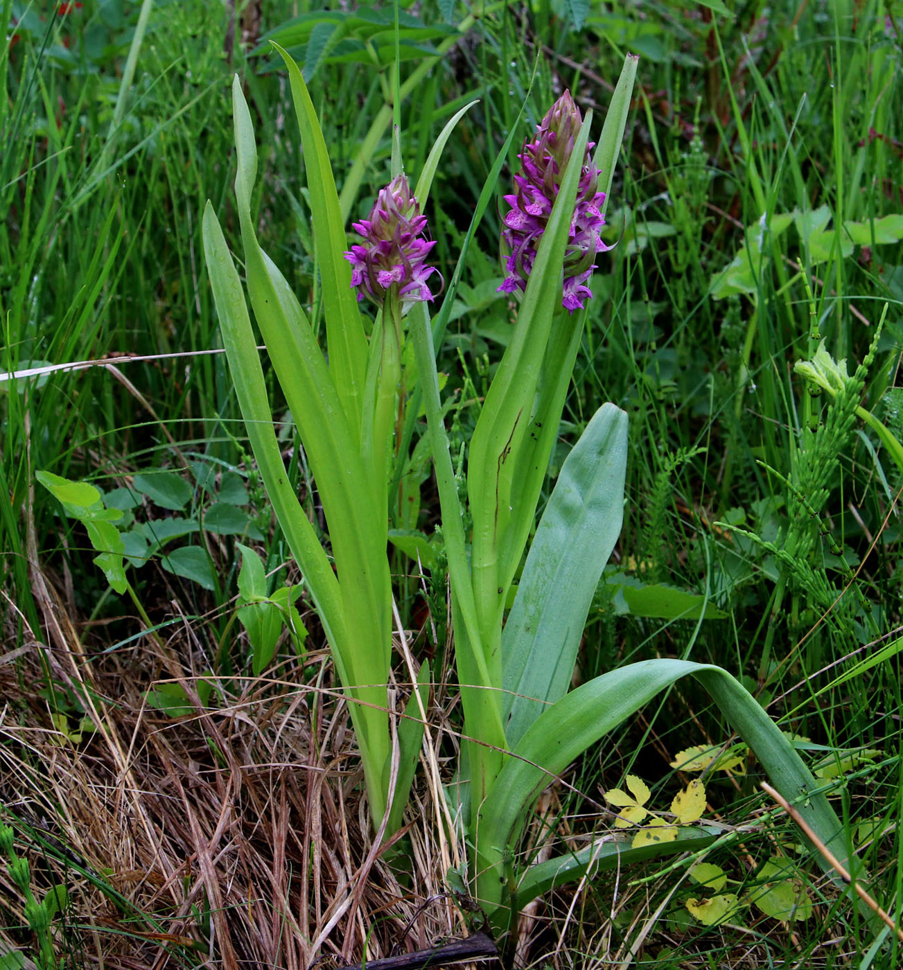 Image of Dactylorhiza incarnata specimen.