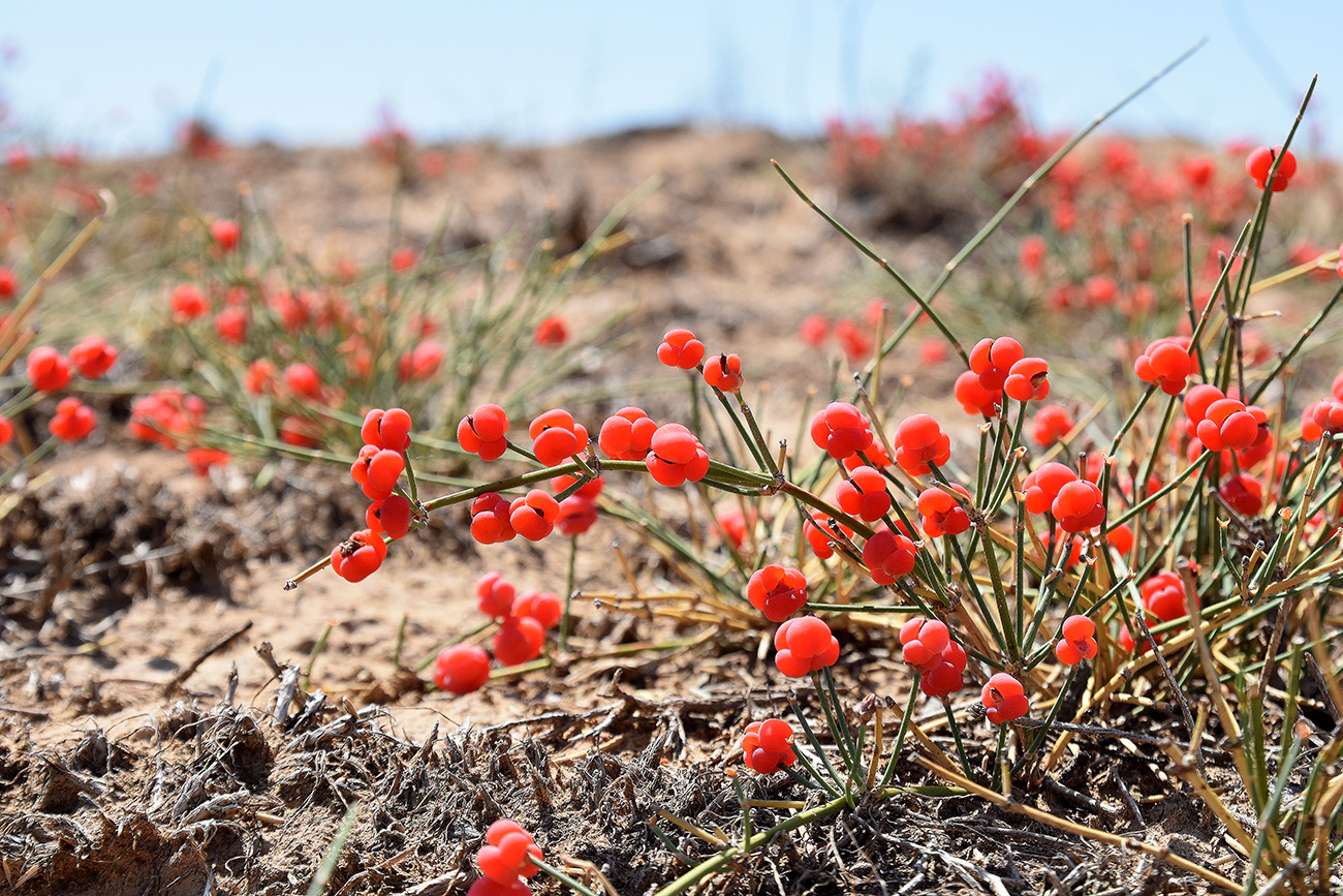 Image of Ephedra distachya specimen.