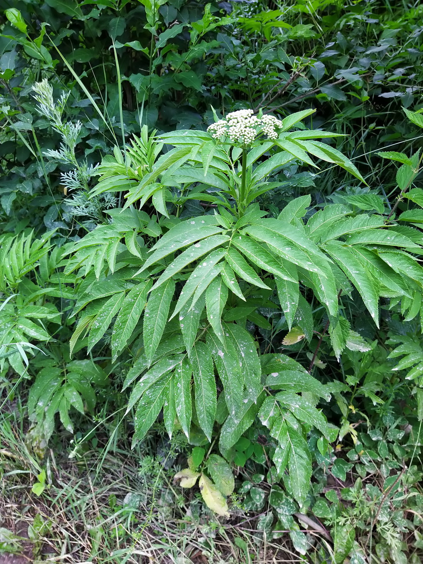 Изображение особи Sambucus ebulus.
