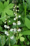 Pyrola rotundifolia