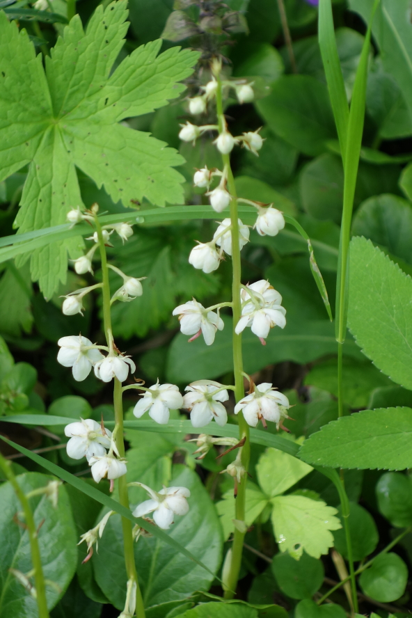 Image of Pyrola rotundifolia specimen.