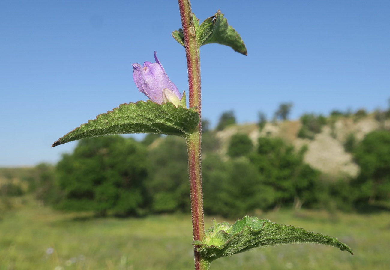 Image of Campanula farinosa specimen.