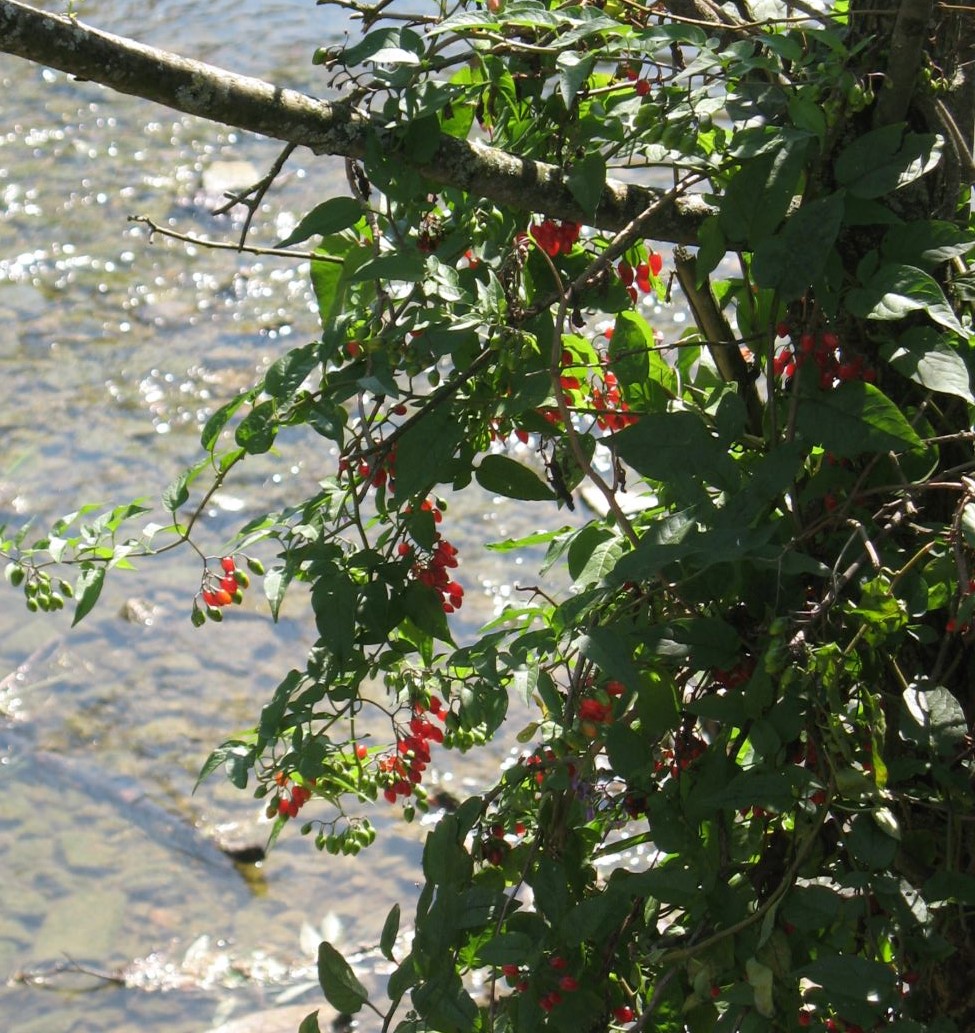 Image of Solanum dulcamara specimen.