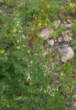 Lespedeza juncea