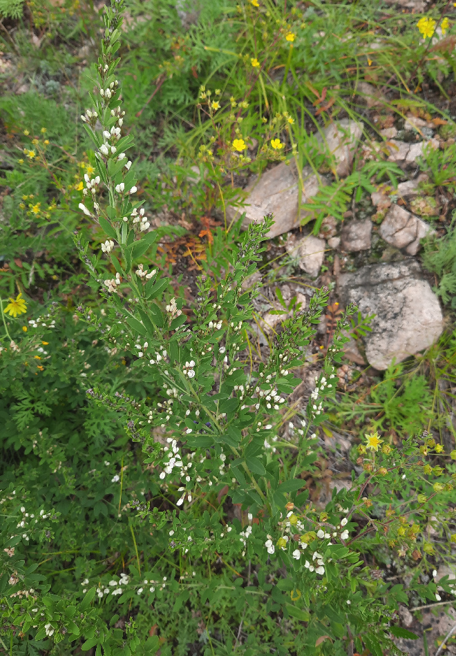 Image of Lespedeza juncea specimen.