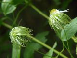 Clematis serratifolia