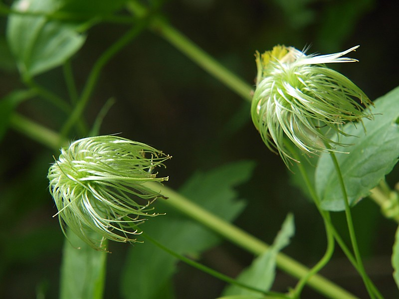 Изображение особи Clematis serratifolia.
