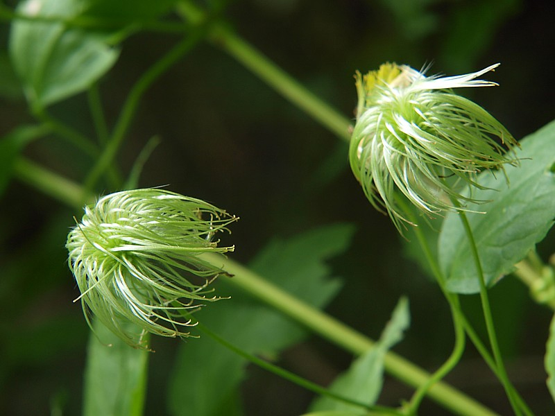 Image of Clematis serratifolia specimen.