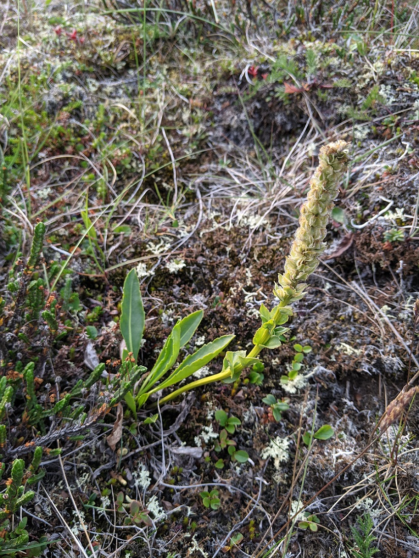 Image of Lagotis minor specimen.