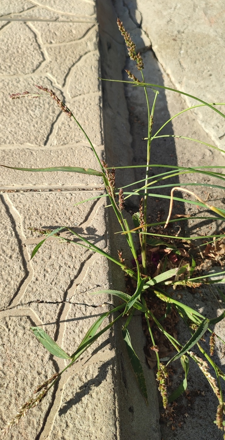 Image of Echinochloa crus-galli specimen.