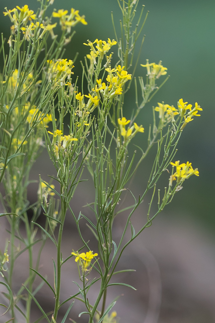 Image of Erysimum canescens specimen.