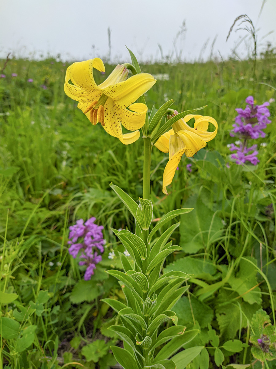 Изображение особи Lilium monadelphum.