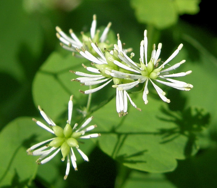 Изображение особи Thalictrum baicalense.