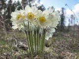 Pulsatilla patens