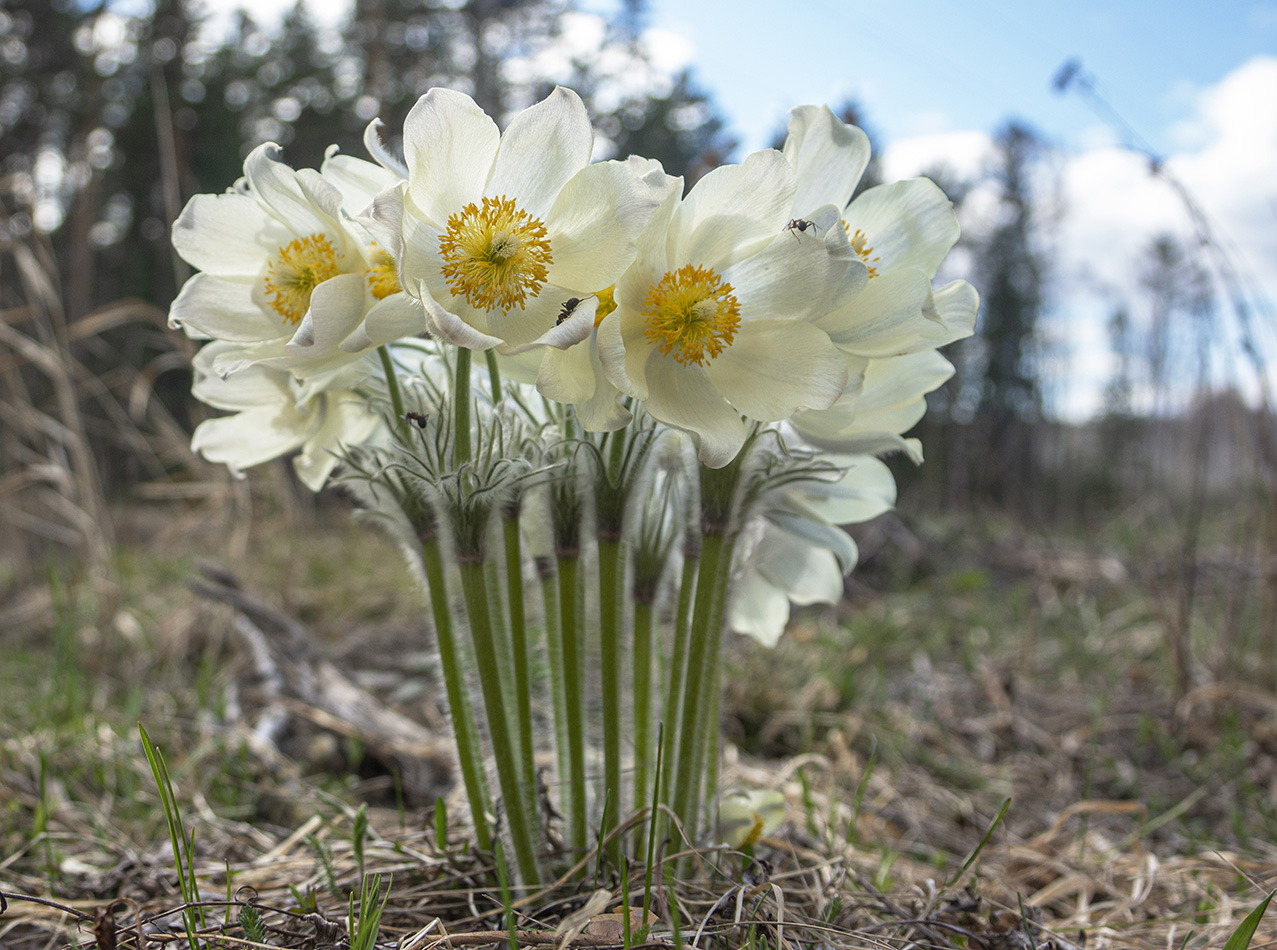 Image of Pulsatilla patens specimen.