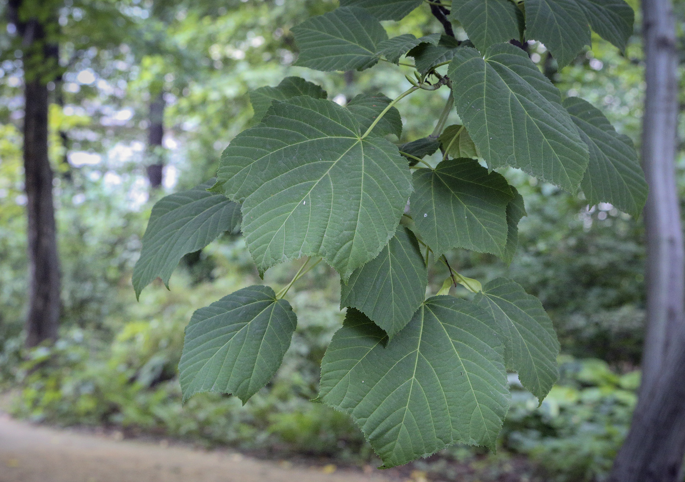 Image of Acer tegmentosum specimen.