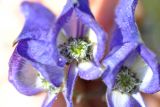 Aconitum volubile