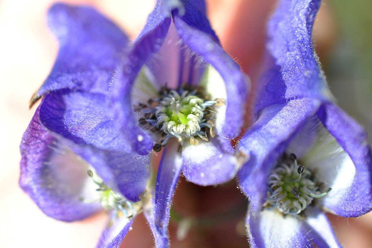 Image of Aconitum volubile specimen.