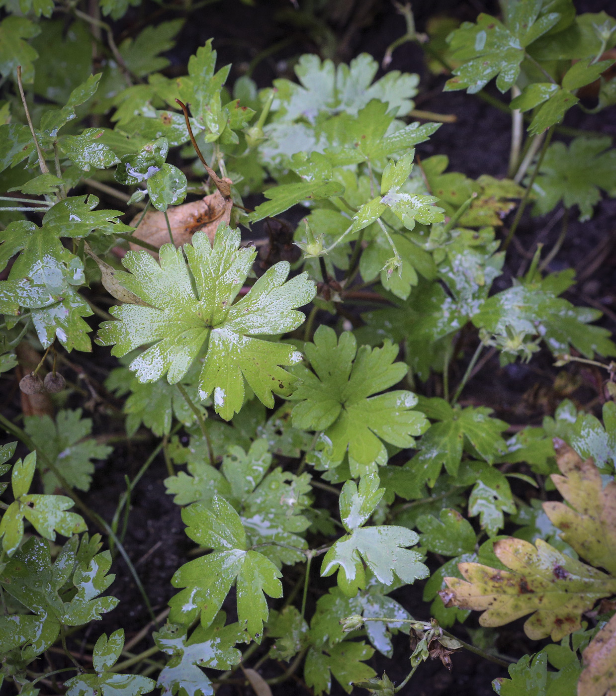 Image of Geranium sibiricum specimen.