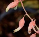 Gasteria obliqua