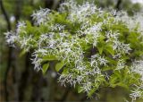 Chionanthus retusus. Верхушка ветви с соцветиями. Краснодарский край, г. Сочи, парк \"Дендрарий\", вблизи видовой площадки, в культуре. 11.05.2021.