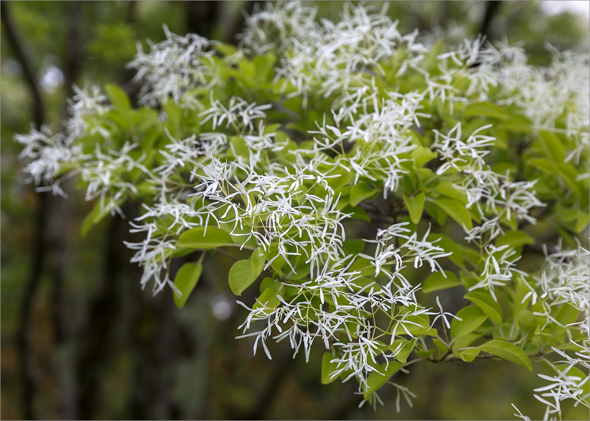 Image of Chionanthus retusus specimen.